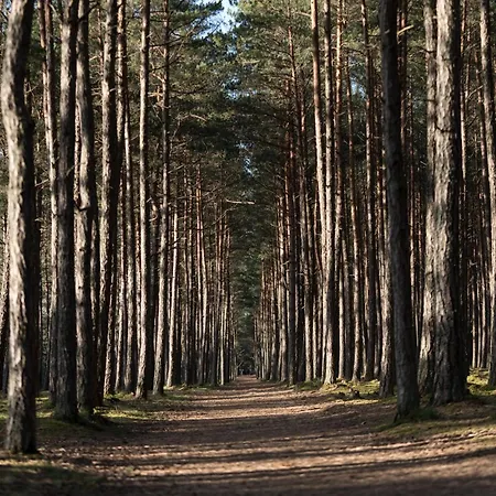 V7 Palanga